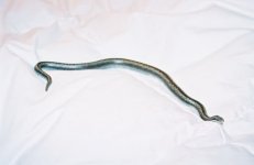 rosy boa.jpg