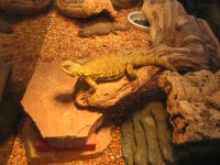 feild herping 001.jpg