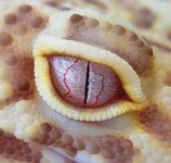 bell eye.jpg