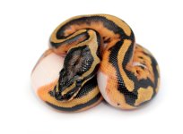 pied-male-4-bnetter.jpg