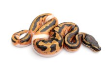 pied-male.jpg