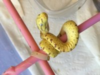 gtp2.jpg