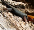 gecko.jpg