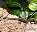 female gecko.jpg