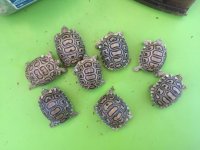 rosie babies top.jpg