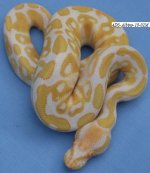 Albino-10-02M.jpg
