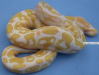 Albino-10-02M3.jpg