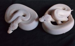DSCF2779.jpg