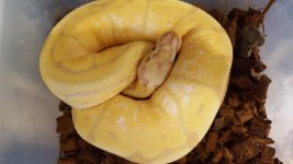 hypo banana spider.jpg