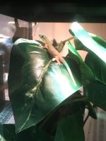 DayGeckoBaby5.jpg
