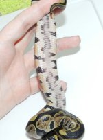 belly2.jpg