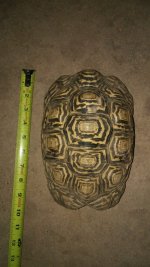 leopardtort3.jpg