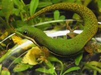 lineated juv for fauna better 2.jpg