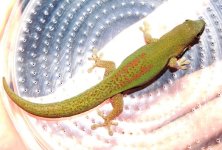 lineated F for fauna better.jpg
