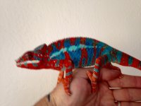 IMG_2803.jpg