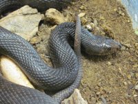 450, black pinesnake, female 04.jpg