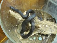 448, black pinesnake, male 05.jpg