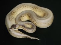 DSCF1915.jpg