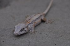 DSC_0581.jpg