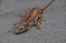 DSC_0863.jpg