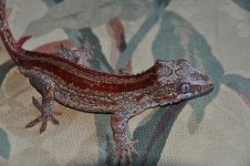 DSC_0708.jpg