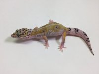 HYPO MACK SNOW W:Y LEOPARD GECKO- #S-N7-71816-1.jpg