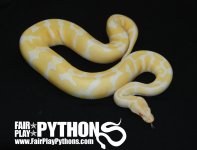 Albino Het. Pied.jpg