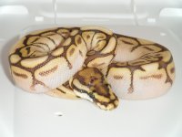 LB pastel 011.jpg