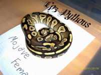 Mojave3.jpg