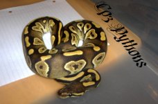 Mojave1.jpg