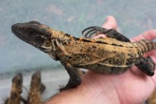 Banana Phase Pectinata Iguana.jpg