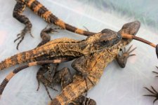 Banana Phase Pectinata Iguana1.jpg