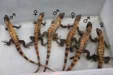 Banana Phase Pectinata Iguana2.jpg