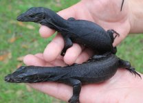Black Dragon Water Monitor.jpg