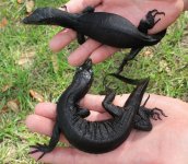 Black Dragon Water Monitor1.jpg