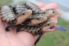 Classic Indonesian Blue Tongue Skinks1.jpg