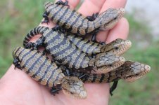 Classic Indonesian Blue Tongue Skinks.jpg