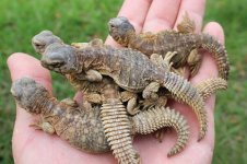 Egyptian Uromastyx.jpg