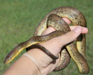 Macklots Pythons.jpg