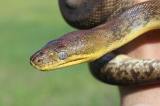 Macklots Pythons1.jpg
