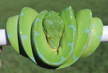 Manowakori Green Tree Python1.jpg