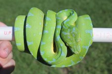 Manowakori Green Tree Python.jpg