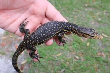 Palu Celebes Water Monitor.jpg