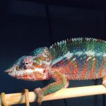 IMG_8747.JPG