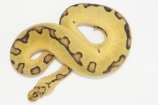 pastel enchi clown female.jpg