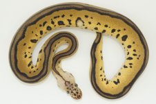 pastel leopard clown female.jpg