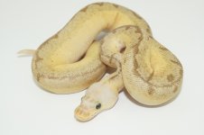 lemonblast blade clown male.jpg