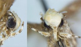 Moth Donald Trump.jpg