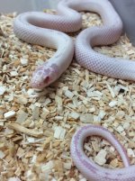 albino high white california king snake 1.jpg
