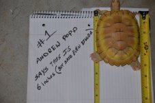 Popp Turtle One.jpg